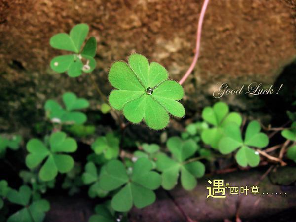 周烟顾昃（周烟顾昃）全文免费阅读大结局_周烟顾昃最新章节列表